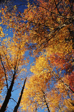 Virginia Creeper Trail Guide to Virginia's Mountain Biking Adventure