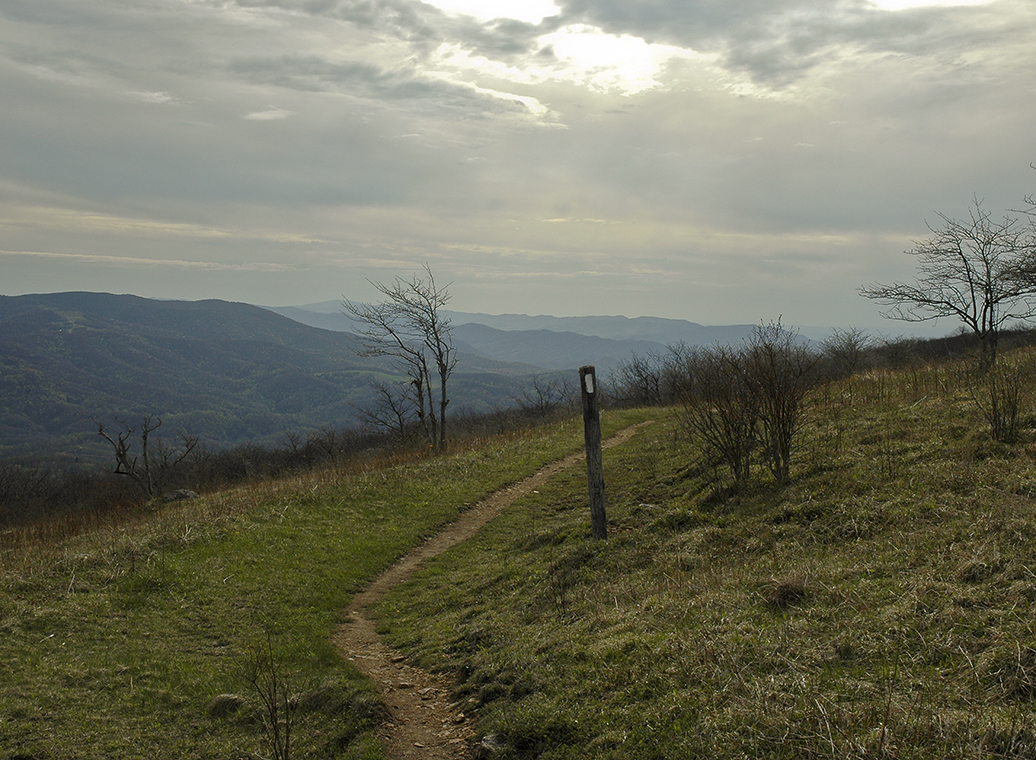 whitetop mountain